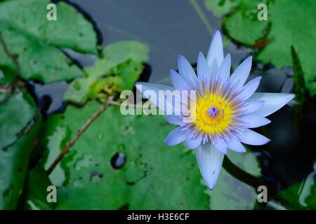 Purple and yellow water lily in a pond