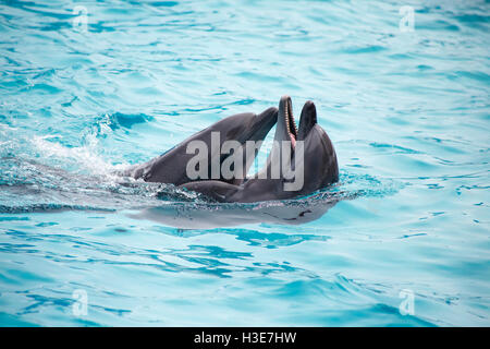 a cute dolphins during a speech at the dolphinarium Stock Photo