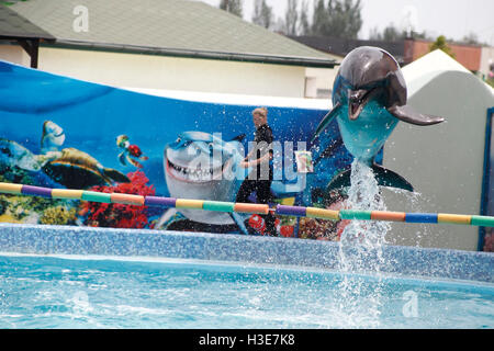 a cute dolphins during a speech at the dolphinarium Stock Photo