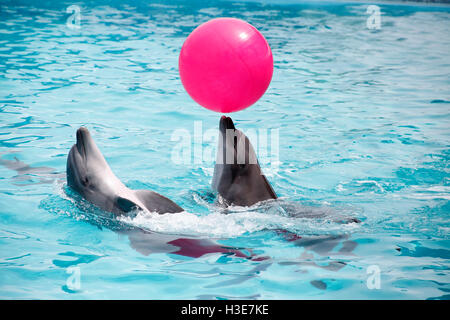 a cute dolphins during a speech at the dolphinarium Stock Photo