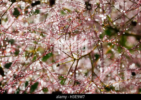 a beautiful abstract, bokeh of water drops on a plant Stock Photo