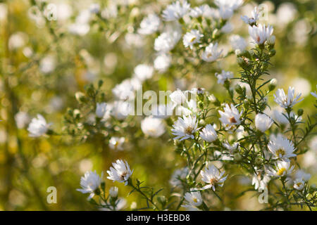 Wild aster blooming in early fall with golden hour sunlight Stock Photo