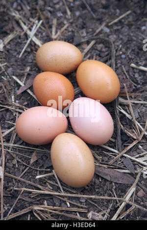 Eggs from hybrid birds - Copper Black Marans cross Buff Sussex Stock Photo