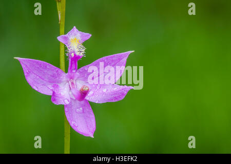 Grass Pink Orchid (Calopogon tuberosus)  Blooming in rain at a bog in Tioga State Forest, Pennsylvania. Stock Photo