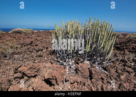 Malpais de Guimar, badlands volcanic landscape in Tenerife, Canary island, Spain. Stock Photo