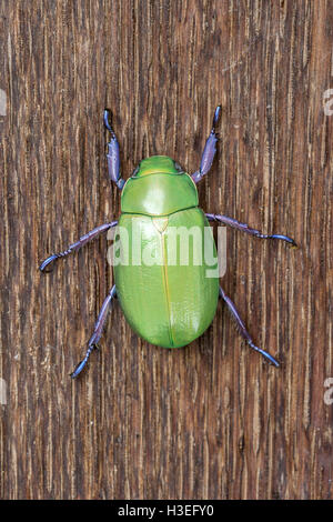 Beyer's jeweled scarab beetle, Chrysina beyeri, on oak wood. Found in the mountains, canyons and foothills of SE Arizona. Stock Photo