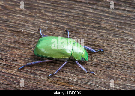 Beyer's jeweled scarab beetle, Chrysina beyeri, on oak wood. Found in the mountains, canyons and foothills of SE Arizona. Stock Photo