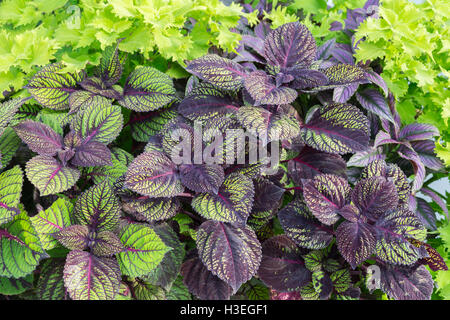 Colorful purple and green coleus plants. Stock Photo