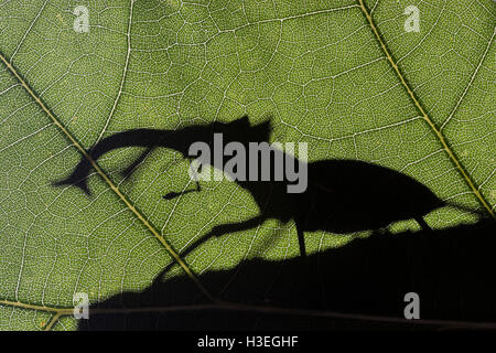 Giant Stag Beetle (Lucanus elaphus),  silhouetted on Bigleaf Magnolia in Sipsey Wilderness in Bankhead National Forest, Alabama. Stock Photo