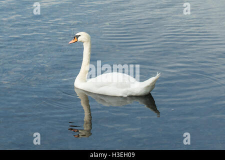 Mute Swan, Cygnus olor, at Alpsee, Hohenschwangau, Bavaria, Germany Stock Photo