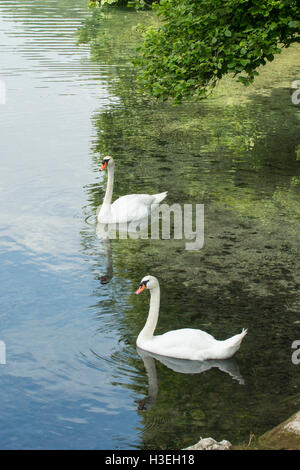 Pair of Mute Swans, Cygnus olor, at Alpsee, Hohenschwangau, Bavaria, Germany Stock Photo