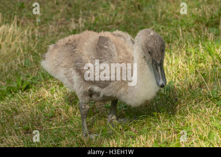 Mute Swan Cygnet, Cygnus olor, at Alpsee, Hohenschwangau, Germany Stock Photo