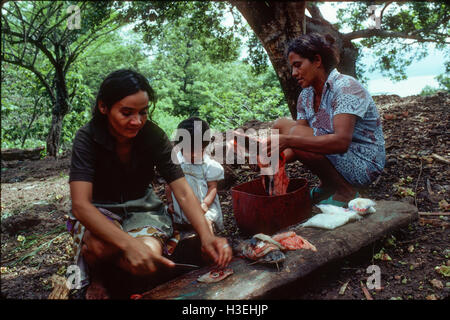 GUAZAPA, EL SALVADOR, June 1982: - Within the FPL Guerrilla's Zones of Control -  Women working in the fishing cooperative gut fish caught in nearby lake Cuscatlan.   Photo by Mike Goldwater Stock Photo