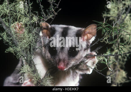 Squirrel glider (Petaurus norfolcensis), face. Eastern Australia Stock Photo