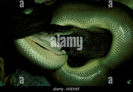 Olive python (Liasis olivaceus), eating a bandicoot. Adults can eat prey as large as a rock-wallaby. Northern Australia
