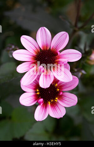 Dahlia 'Pretty Woman' flowers. Stock Photo