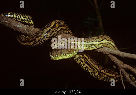 Carpet python (Morelia spilota variegata), at night. Can reach 2 m in length Queensland, Australia Stock Photo