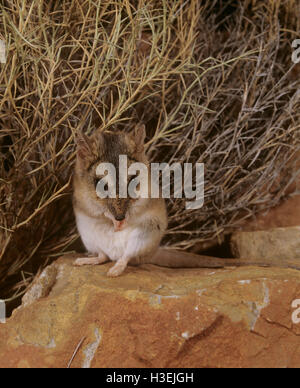 Stripe-faced dunnart (Sminthopsis macroura), Northern Territory, Australia Stock Photo