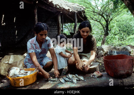 GUAZAPA, EL SALVADOR, June 1982: - Within the FPL Guerrilla's Zones of Control -  Women working in the fishing cooperative gut fish caught in nearby lake Cuscatlan.   Photo by Mike Goldwater Stock Photo