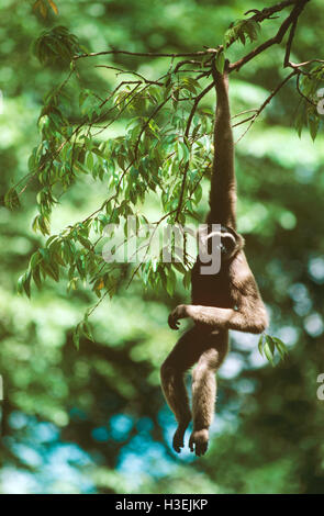 Bornean gibbon (Hylobates muelleri), dangling from one long arm. Sabah, Borneo, Malaysia Stock Photo