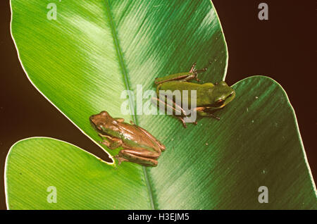Northern dwarf tree frogs (Litoria bicolor), pair on a large leaf. North Queensland, Australia Stock Photo