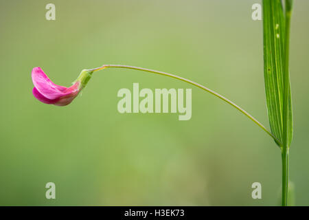 Grass vetchling (Lathyrus nissolia) flower and stem. A flower, stem and leaf of this pink member of the pea family (Fabaceae) Stock Photo