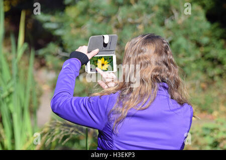 Woman taking a picture with her smart phone from beautiful yellow flower called Stiff Sunflower (Helianthus pauciflorus). Stock Photo