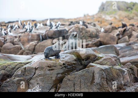 New zealand fur seals and gulls on white point,North Cape,Kangaroo island,South australia Stock Photo