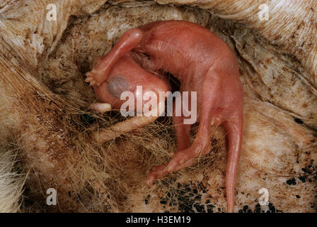 Macropod reproduction (Macropus sp.), newborn in pouch at 20 days after birth, attached to teat. Australia Stock Photo