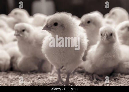 Closeup of one day old chickens in black and white Stock Photo