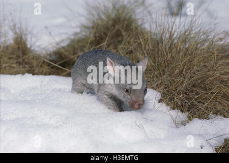 Common wombat (Vombatus ursinus), baby, in snow. Kosciuszko National Park, New South Wales, Australia Stock Photo