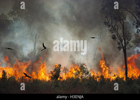 Black kites (Milvus migrans), chasing insects during bushfire. Kakadu National Park, Northern Territory, Australia Stock Photo