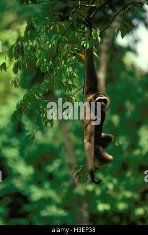 Bornean gibbon (Hylobates muelleri), swinging from tree. Sabah, Borneo, Malaysia Stock Photo