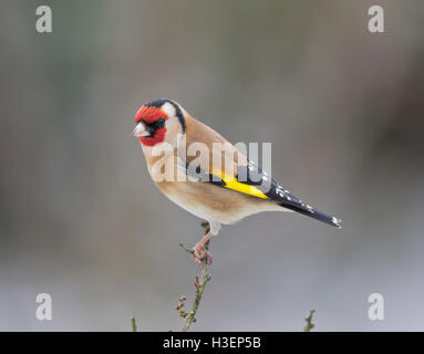 Goldfinch, carduelis carduelis, on a branch in winter Stock Photo