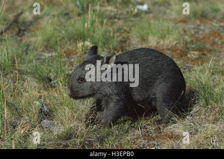 Common wombat (Vombatus ursinus), three months old, dark phase. Stock Photo