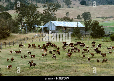 Aerial photograph of farm with herd of beef cattle and farmer mustering on horseback. Stock Photo