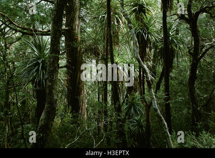 Temperate rainforest with Pandanus, King Billy pine (Athrotaxis selaginoides), and Myrtle (Nothofagus cunninghami). Stock Photo