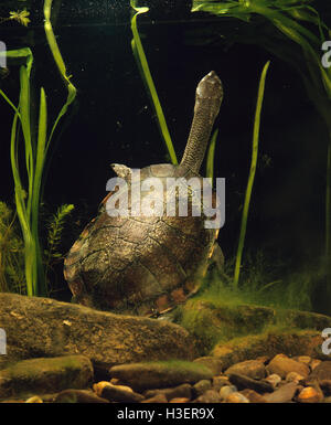 Common snake-necked turtle (Chelodina longicollis), Eastern Australia Stock Photo