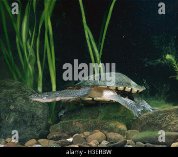 Common snake-necked turtle (Chelodina longicollis), Australia Stock Photo