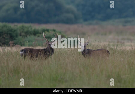 Pair Of Sika Deer (Stags) - Cervus Nippon. Stock Photo