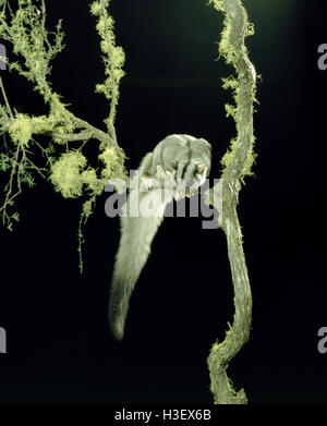 Squirrel glider (Petaurus norfolcensis) Stock Photo