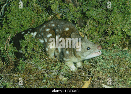 Spotted-tailed quoll  (Dasyurus maculatus) Stock Photo