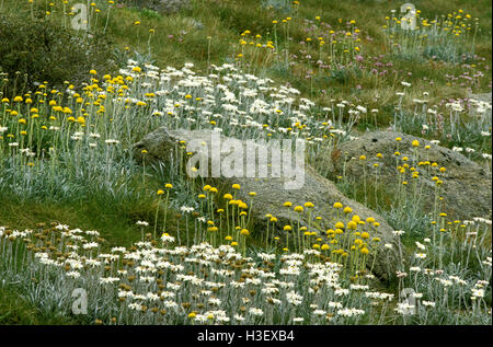Spring wildflowers, Silver snow daisies and Billy Buttons (Celmisia sp. Craspedia sp.) Stock Photo
