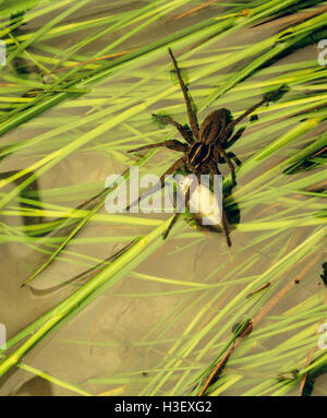 Kea (Dolomedes sp.) Stock Photo