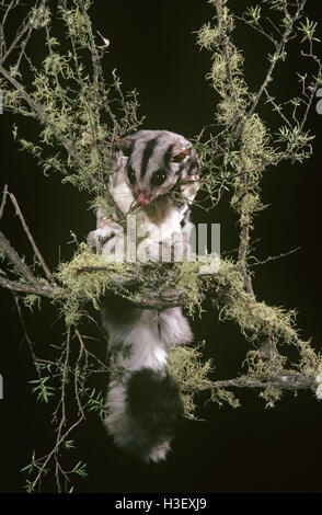 Squirrel glider (Petaurus norfolcensis) Stock Photo