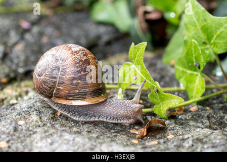 snail (gastropoba) with a brown house on stone with ivy in the background Stock Photo