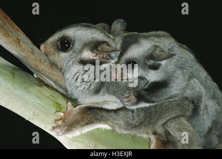 Sugar glider (Petaurus breviceps) Stock Photo