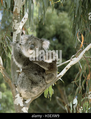 Koala (Phascolarctos cinereus), female and young in tree. Kangaroo Island, South Australia Stock Photo