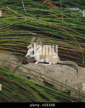 Fat-tailed dunnart (Sminthopsis crassicaudata) Stock Photo