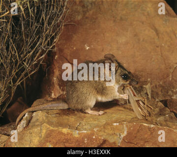 Fat-tailed dunnart (Sminthopsis crassicaudata) Stock Photo